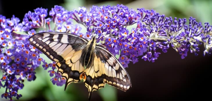 A butterfly on a flower