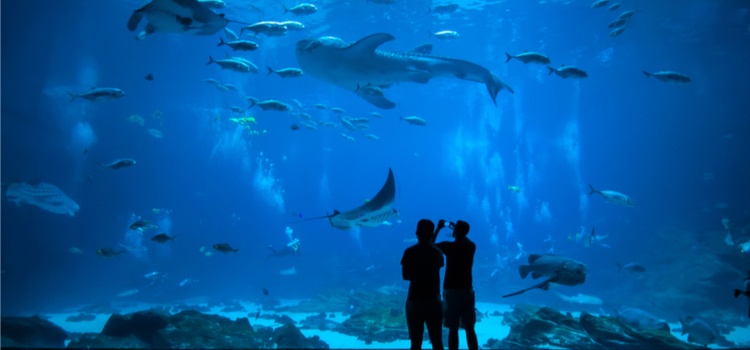 image of people looking at animals in an aquarium